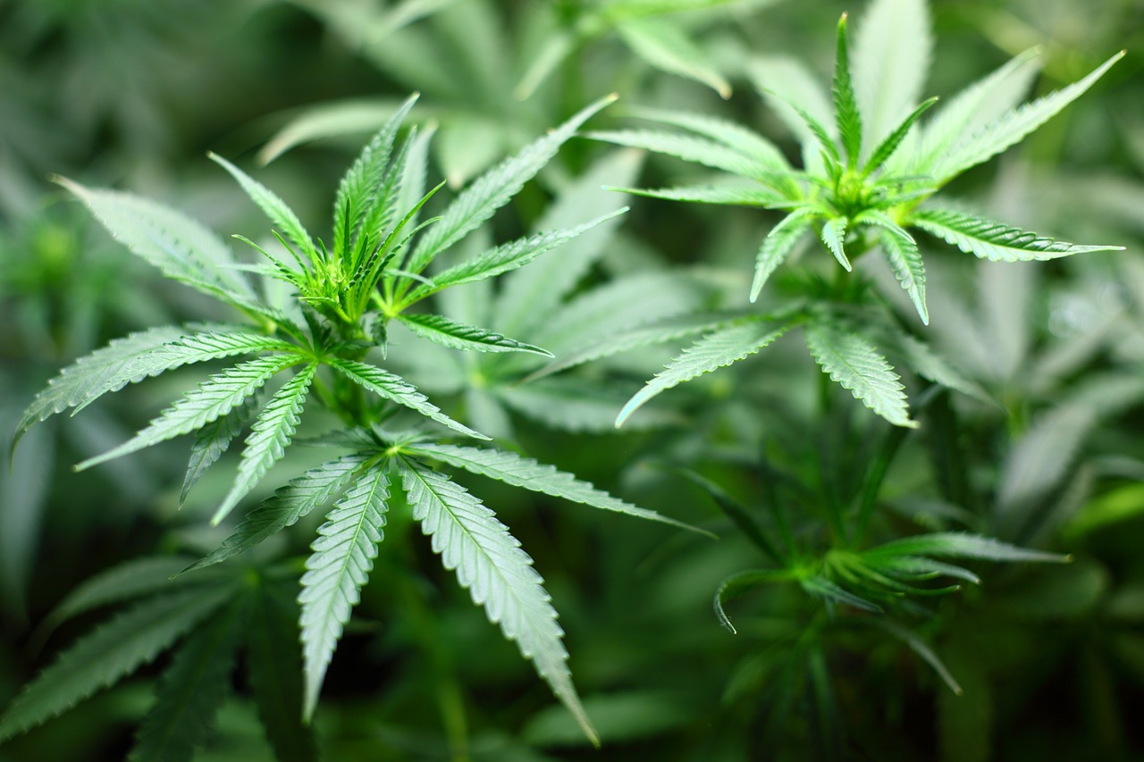 M+E-FAQ: Auswirkungen der Teillegalisierung von Cannabis auf das Arbeitsverhltnis 